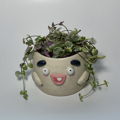 Planter Billy One Tooth