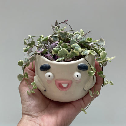 Planter Billy One Tooth